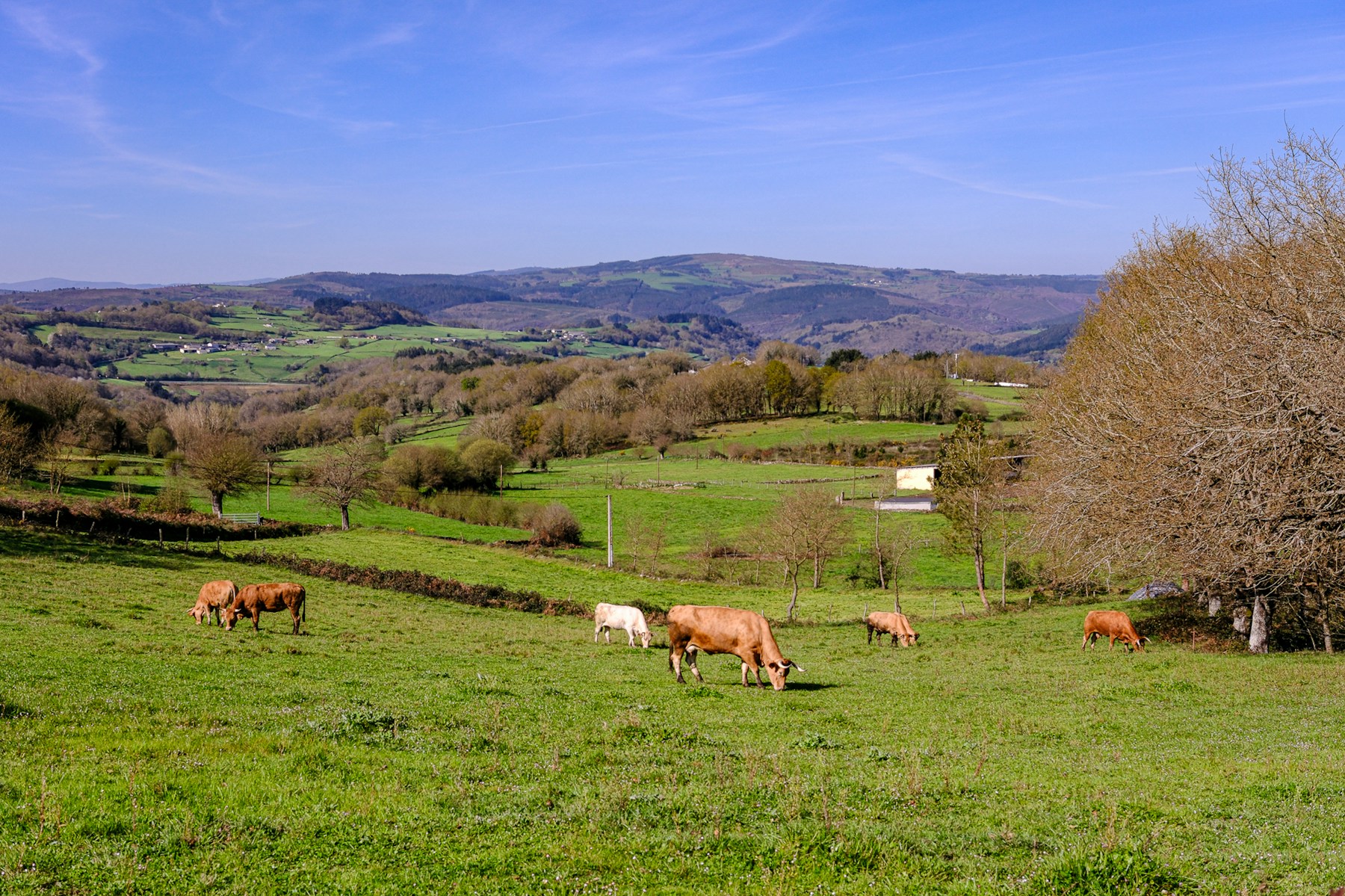Vacas pastando entre colinas en Portomarín, Galicia